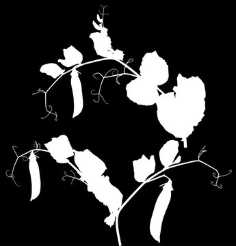 two pea stems silhouettes isolated on black