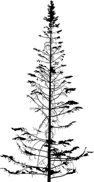 bare fir tree black silhouette illustration