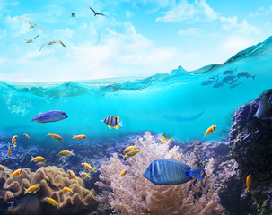 Marine life in tropical waters.
