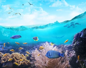 Marine life in tropical waters. © silvae