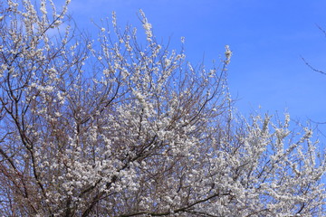 The blooming tree.