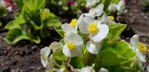 weiße kleine blüten