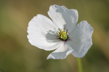 White poppy