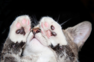 Nose and paws of a cat on a black background
