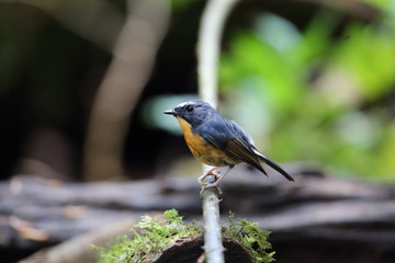 Snowy-browed flycatcher (Ficedula hyperythra) in Dalat, Vietnam