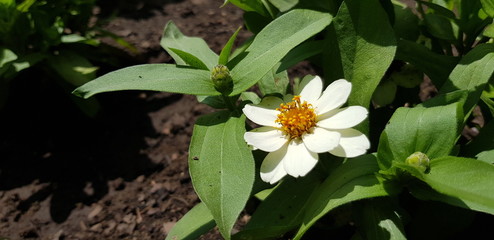 weiß gelbe blüte