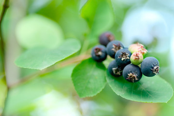 Closeup of  Ripe amelanchier berries on bush   also called juneb