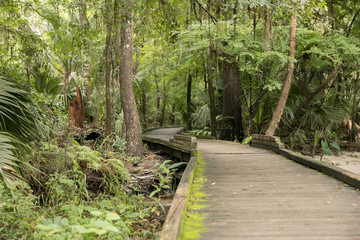 Isolated and Serene Florida Park Path Trail