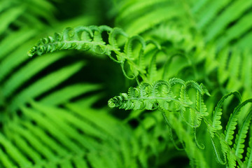 Beautyful young ferns leaves green foliage natural floral fern background in sunlight