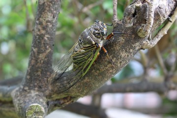 cicada