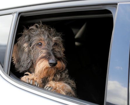 Cane bassotto in auto