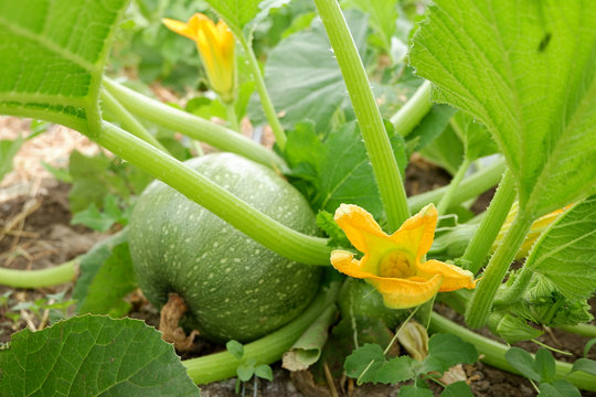 Young pumpkin in the garden. Yellow pumpkin flower. Eco Agriculture. Permaculture cultivation of melons.