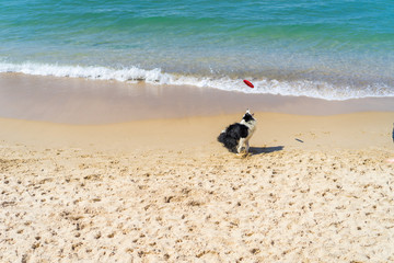 Dog playing on a beach catching a red frisbee