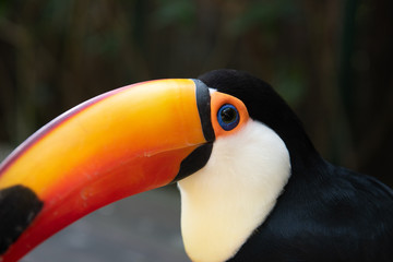 Fototapeta premium Ramphastos toco toucan
