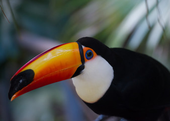 Ramphastos toco toucan