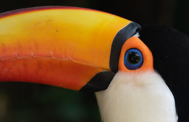 Ramphastos toco toucan © nickalbi