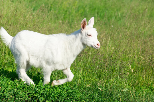 goat in a field of wheat