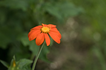 Orange Single Isolated Wildflower in Nature