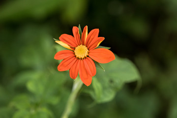 Orange Single Isolated Wildflower in Nature