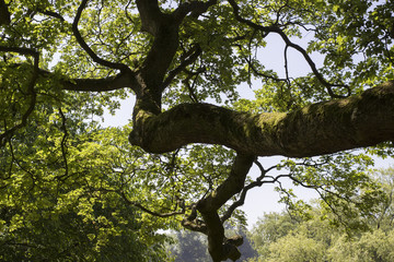 Naklejka premium Beautiful tree background in summer time