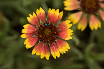 Colorful Orange and Yellow Summer Wildflower
