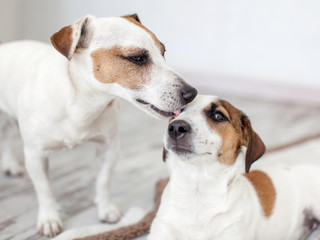 Dog licking dog