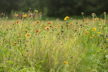 Wildflower field in the summer