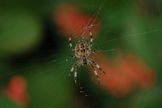 A close up picture of a spider sewing its web. 