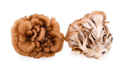 maitake mushrooms on white background