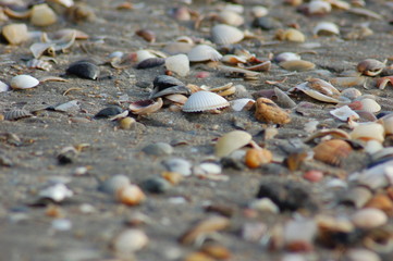 Shells laying in a beach of the north west of Spain. 