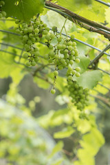 Muscadine Green Grapes Growing in Vineyard