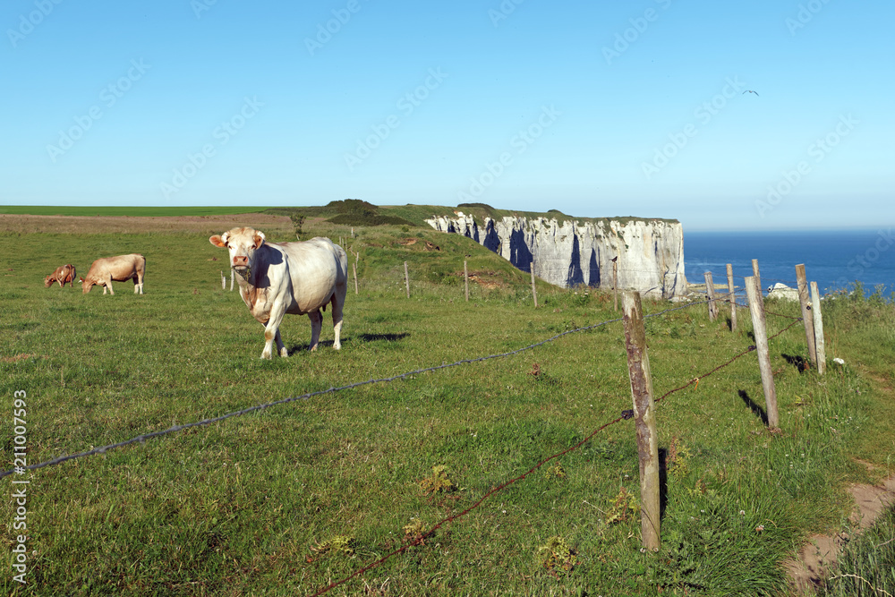 Wall mural vaches normandes sur les falaises de normandie