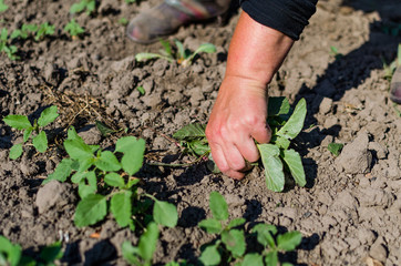 Cleaning the grass with women's hands. Weeding the garden in the countryside. Cleaning the garden of grass