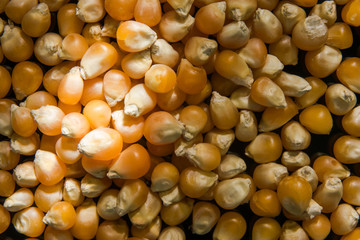 Corn grains macro in hard light