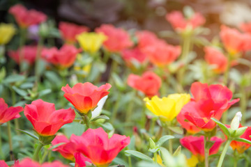 Portulaca flower with pink red purple and yellow blooming in garden when morning sun