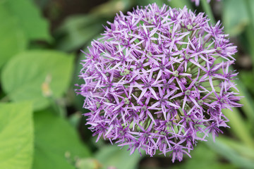 Flores compuestas en el jardín mediterráneo
