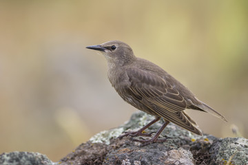 European Starling - Sturnus vulgaris, beautiful perching bird from European meadows and gardens, Eastern Rodope mountains, Bulgaria.