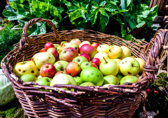 apples in a basket