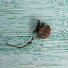 dried flower on a wooden board, composition