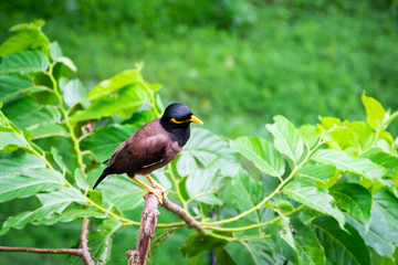 Bird in the forest.