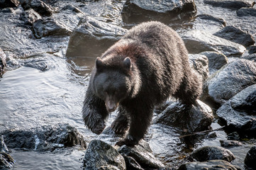 Black bear walking on rocks in a creek