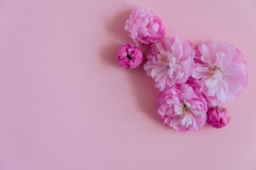 Delicate pink background with spring pink fluffy flowers (sakura).