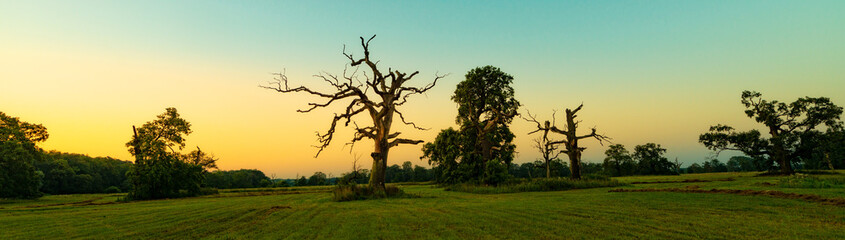 Fototapeta na wymiar beautiful rogalin oak in the summer sunset
