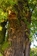 beautiful rogalin oak in the summer sunset