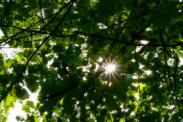 Sun star coming through green trees