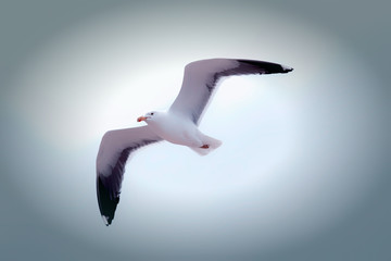 Freedom. Serene white seagull flying. Beautiful sea bird gliding.