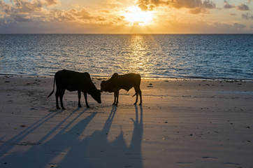Young bulls at dawn on the ocean shore. Zanzibar, Tanzania, East Africa.