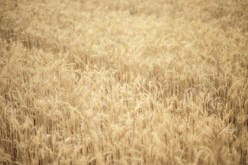 Wheat crop on the field