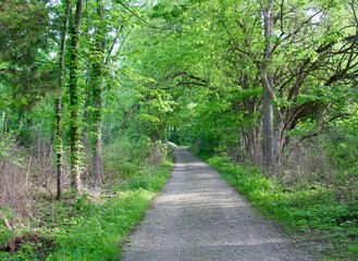 Fototapeta na wymiar The long gravel path in the green spring forest.