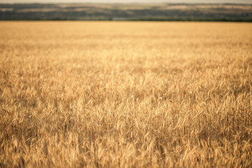 Yellow grain ready for harvest growing in a farm field